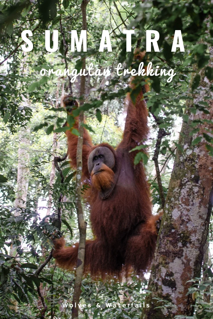 Orangutan Trekking in the Jungles of Sumatra | Everything you need to know to plan your trip to Bukit Lawang in Indonesia