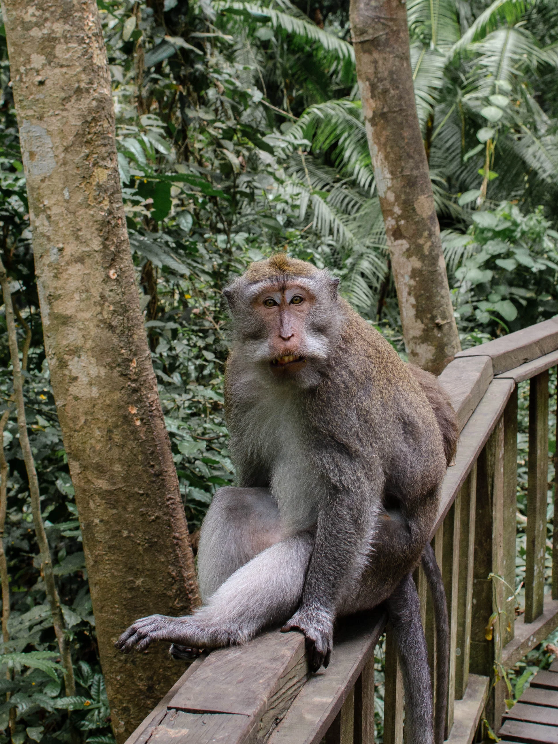Monkey Forest in Ubud, Bali