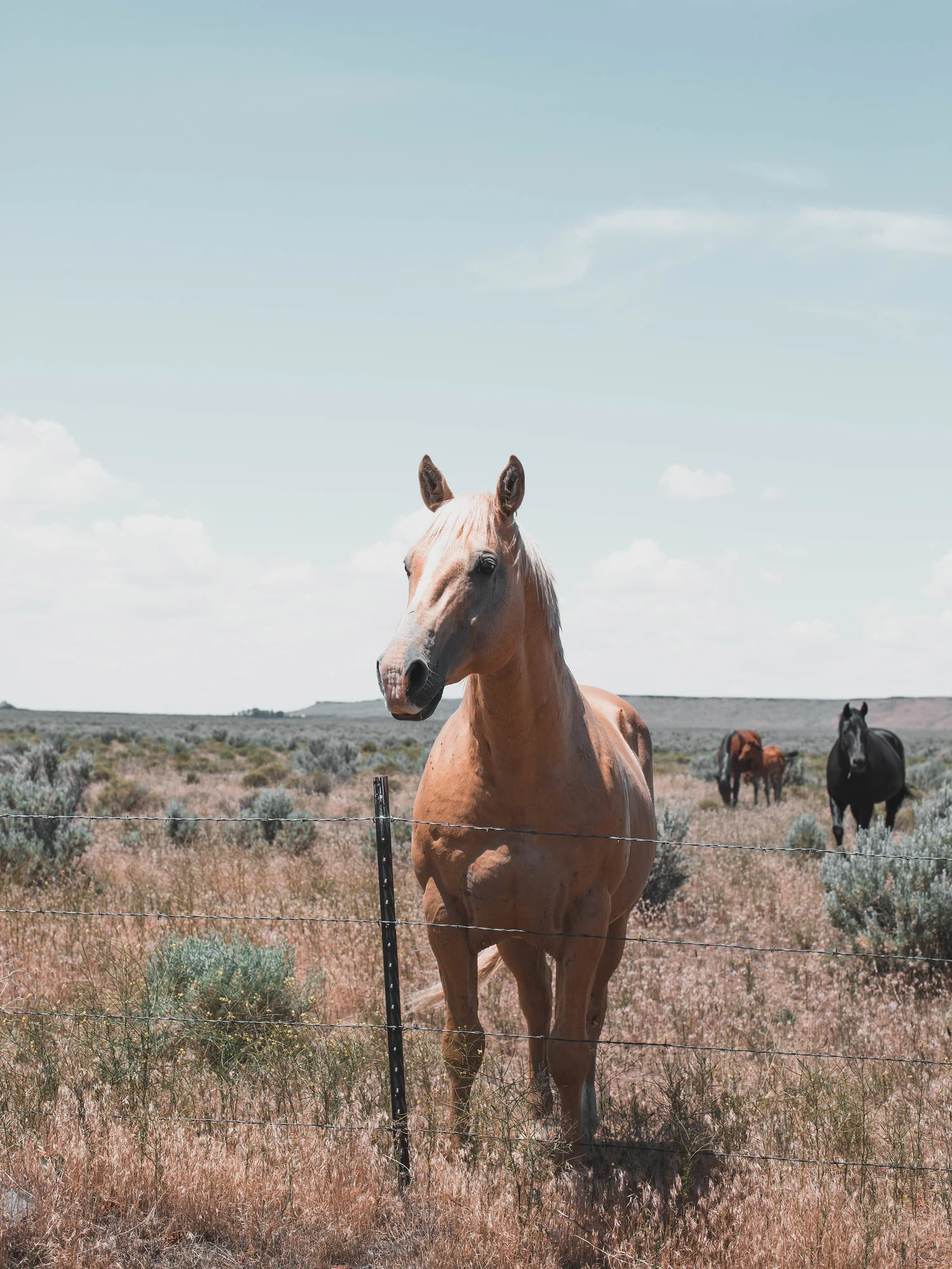Said, ‘hi,’ to some horses in Burns, OR