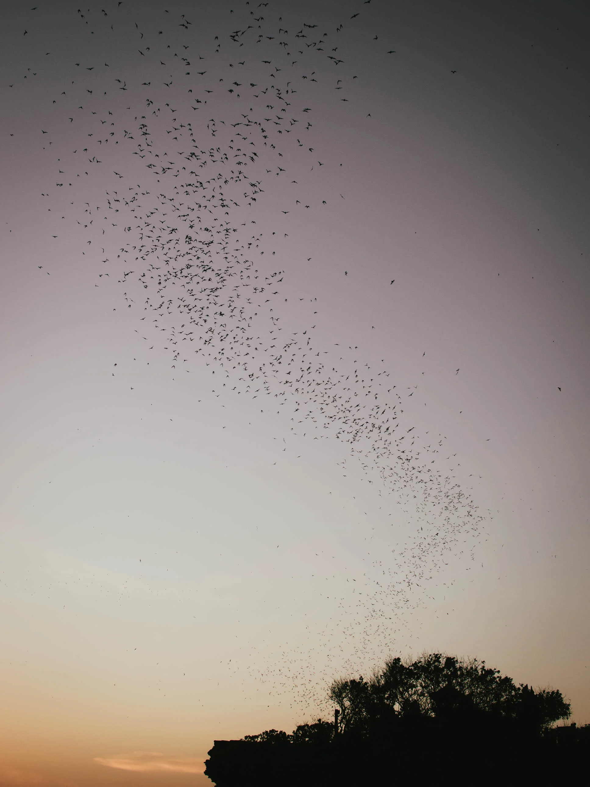 A colony of bats rush out of the caves near Tanah Lot