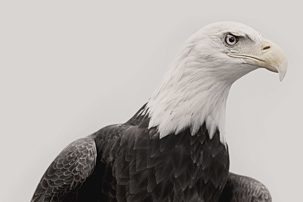 bald_eagle.jpg