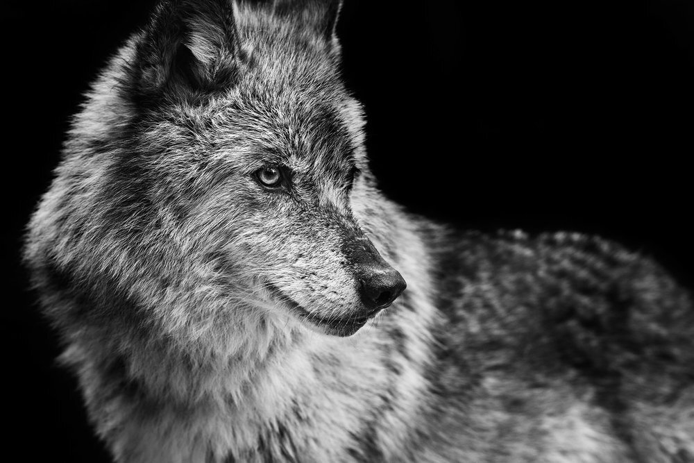 Wolf_02.jpg