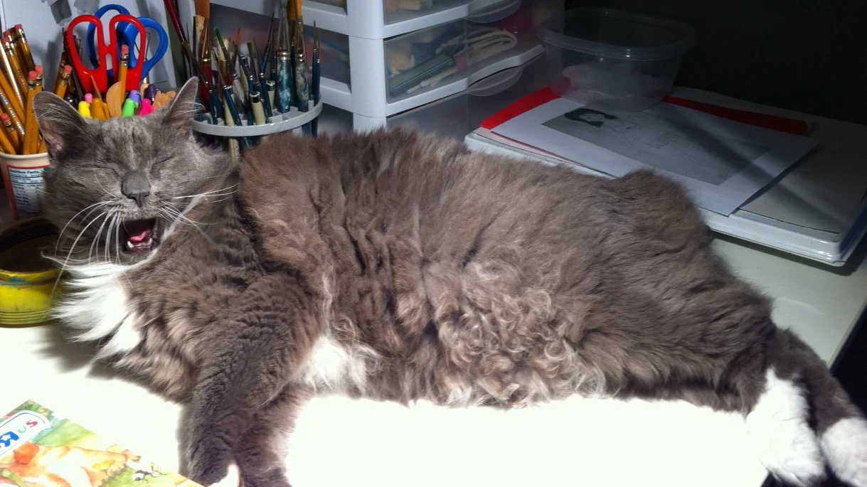 Bear the Cat