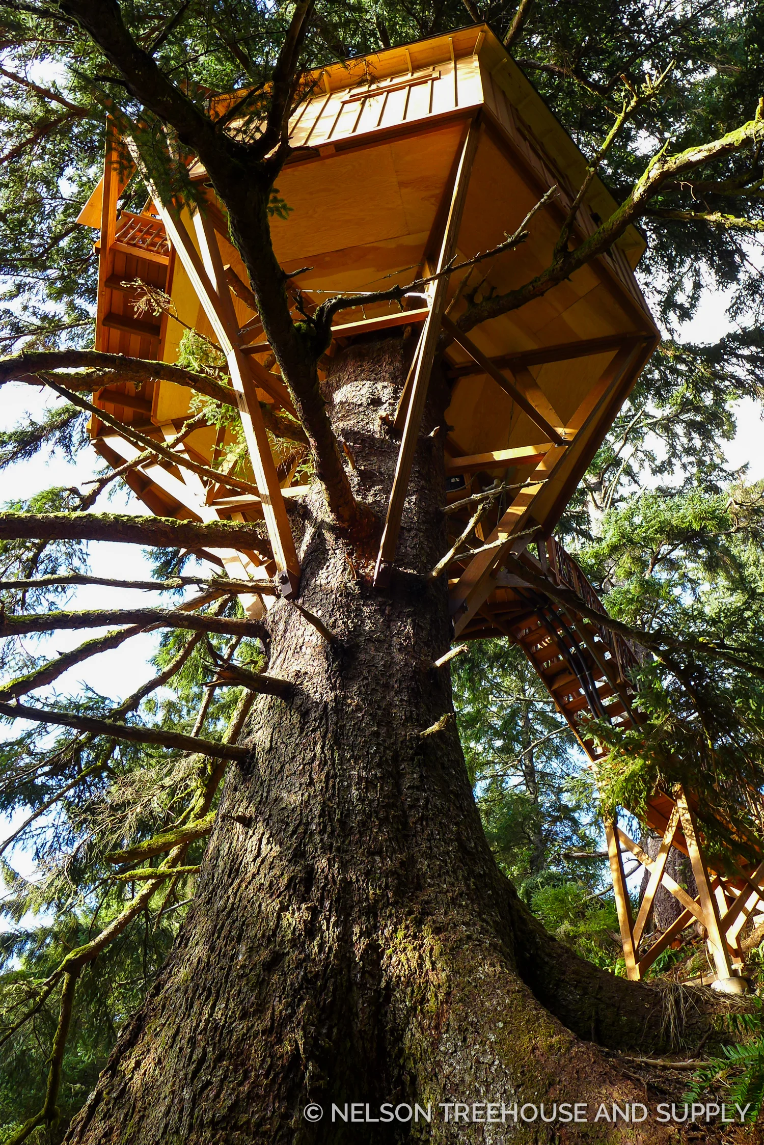 This orgeon Treehouse is an example of single-tree design.