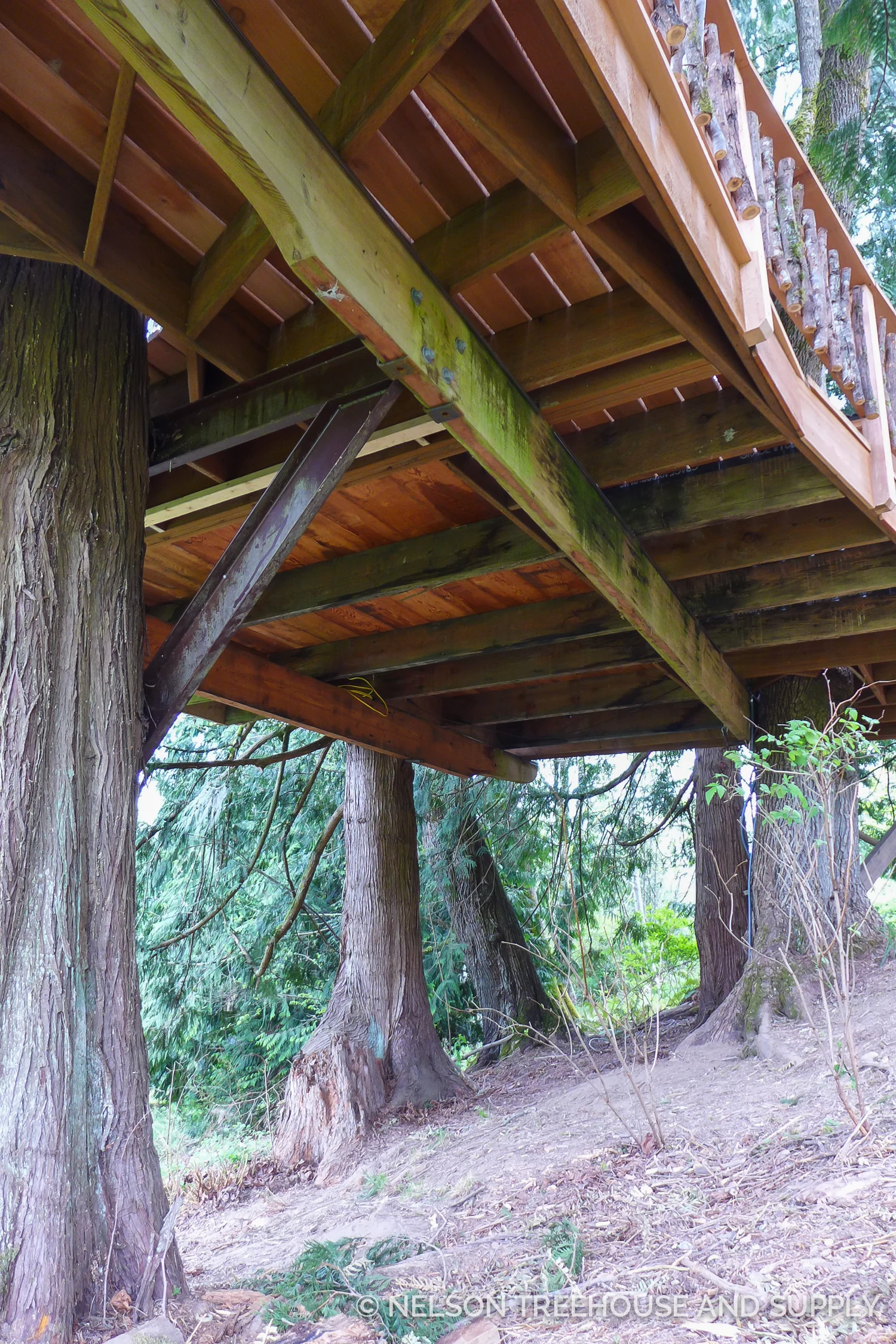 After supporting the treehouse on temporary posts, the crew raised the treehouse, slid out a rotted beam, and replaced it with pressure-treated wood.