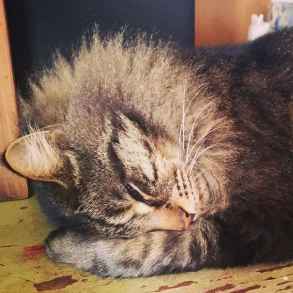 Buster boasts the mane of a lion.