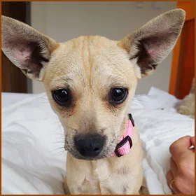 Frida Nelson Meet Frida, the newest addition to the Nelson family! Pete found Frida while building in Texas Hill Country. Pete has a pattern of falling for dogs on treehouse builds; Frida is the second Chihuahua Pete has brought home from a job site! Frida is the squirmiest cuddle bug in all the land. She likes to curl up on your lap, in your bed, on your chair—basically, wherever you happen to be—at all times. She sleeps under the covers at the foot of the bed, and enjoys chewing on flip flops and pillows. While occasionally awkward in her movements, Frida can execute some seriously high hops!