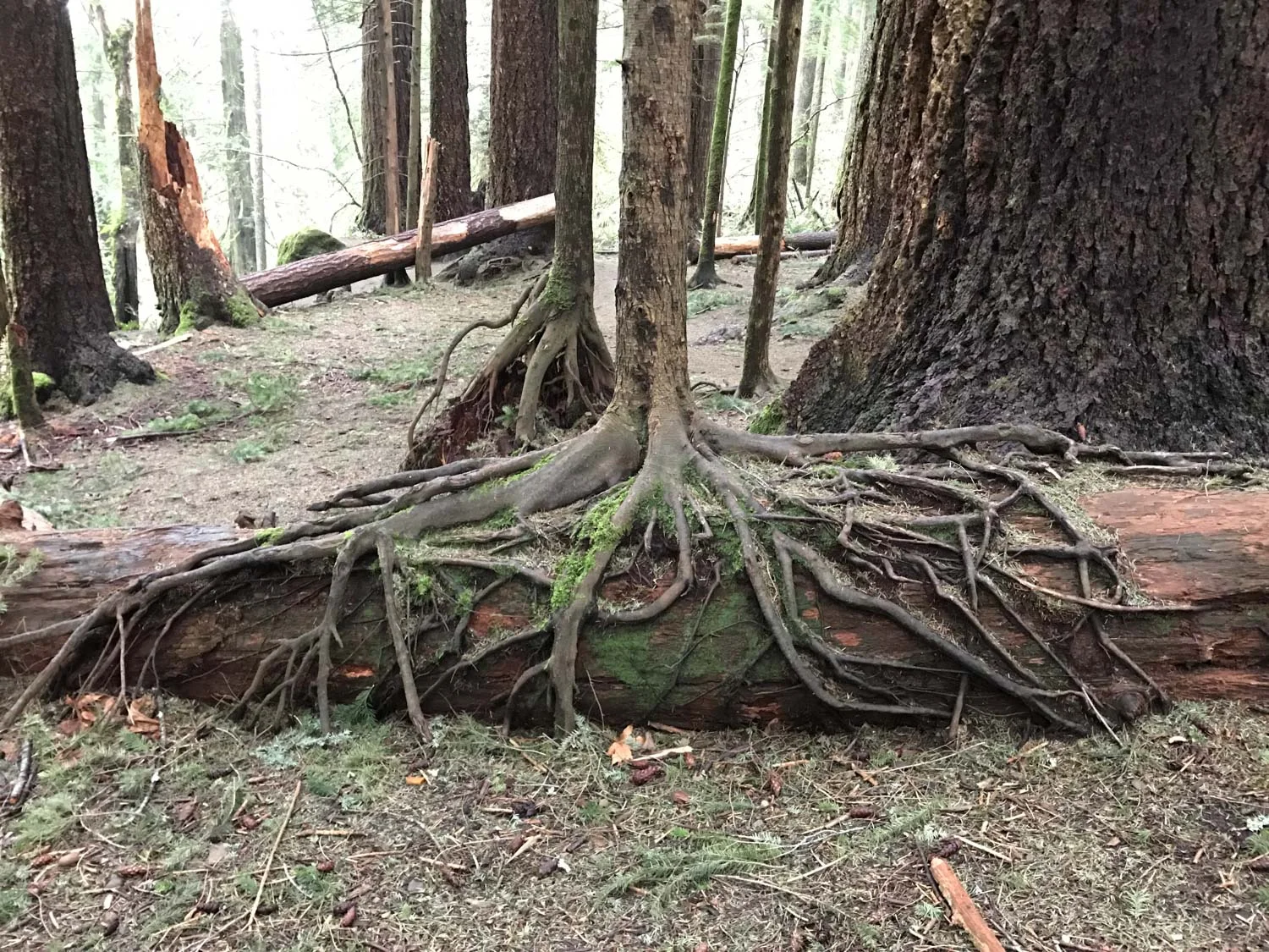 Nurse Log en Route to Twin Falls