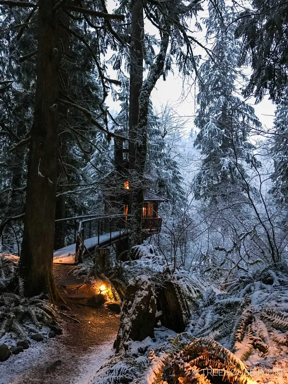 Snowy Burl Treehouse