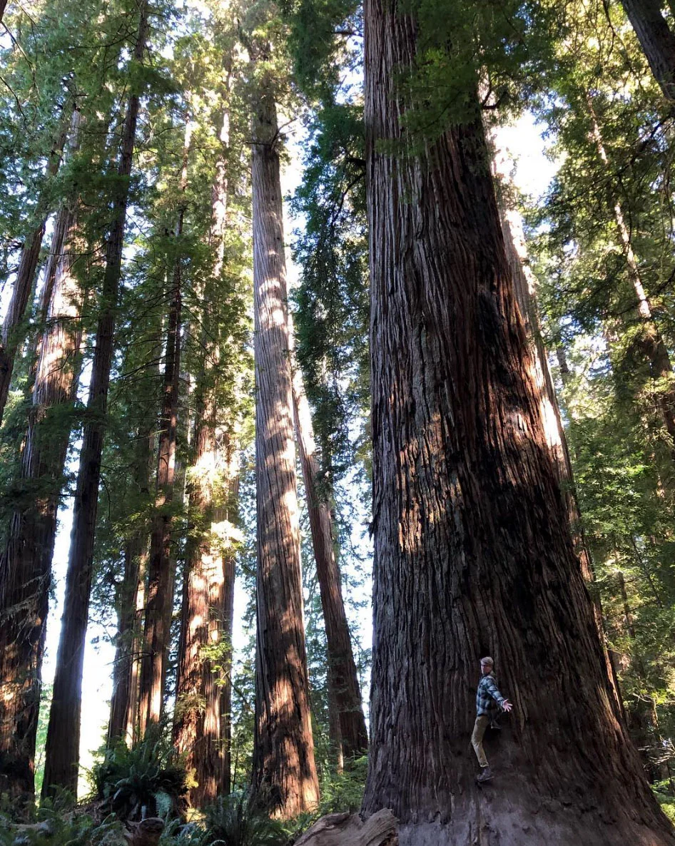 To the trees!