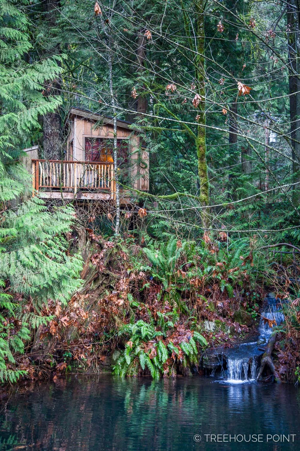 Nest_TreeHouse_Point_2018-1.jpg