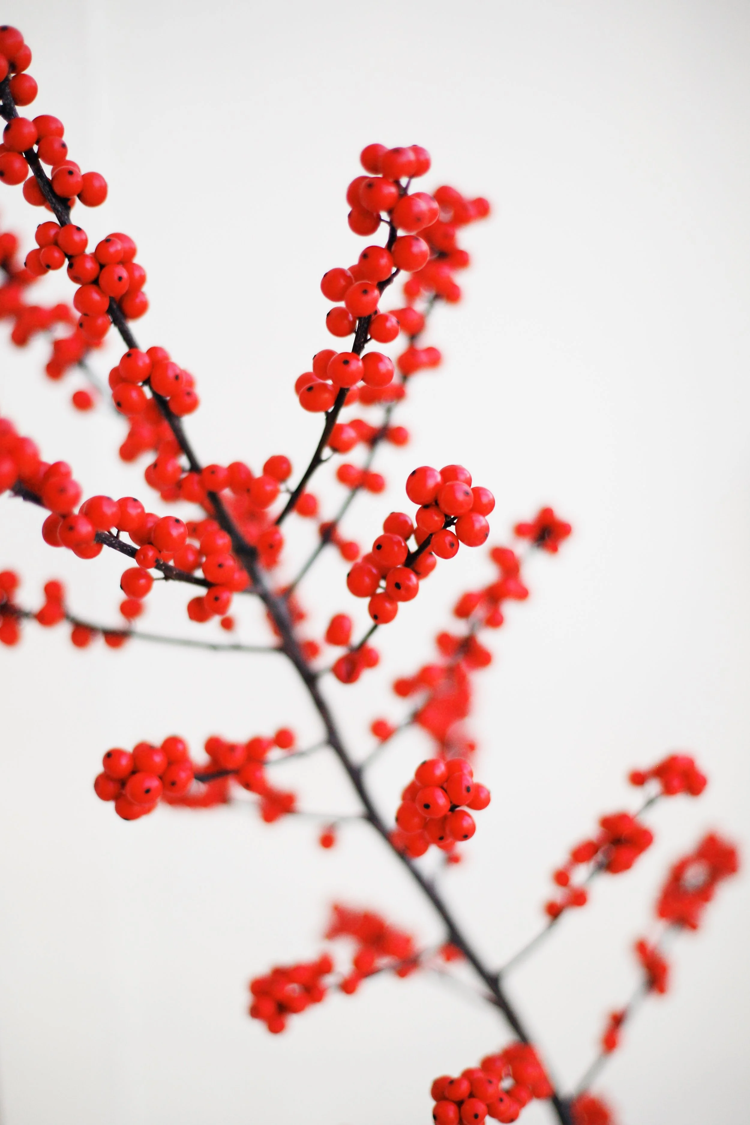 Ways to Reduce Holiday Stress for Veterans