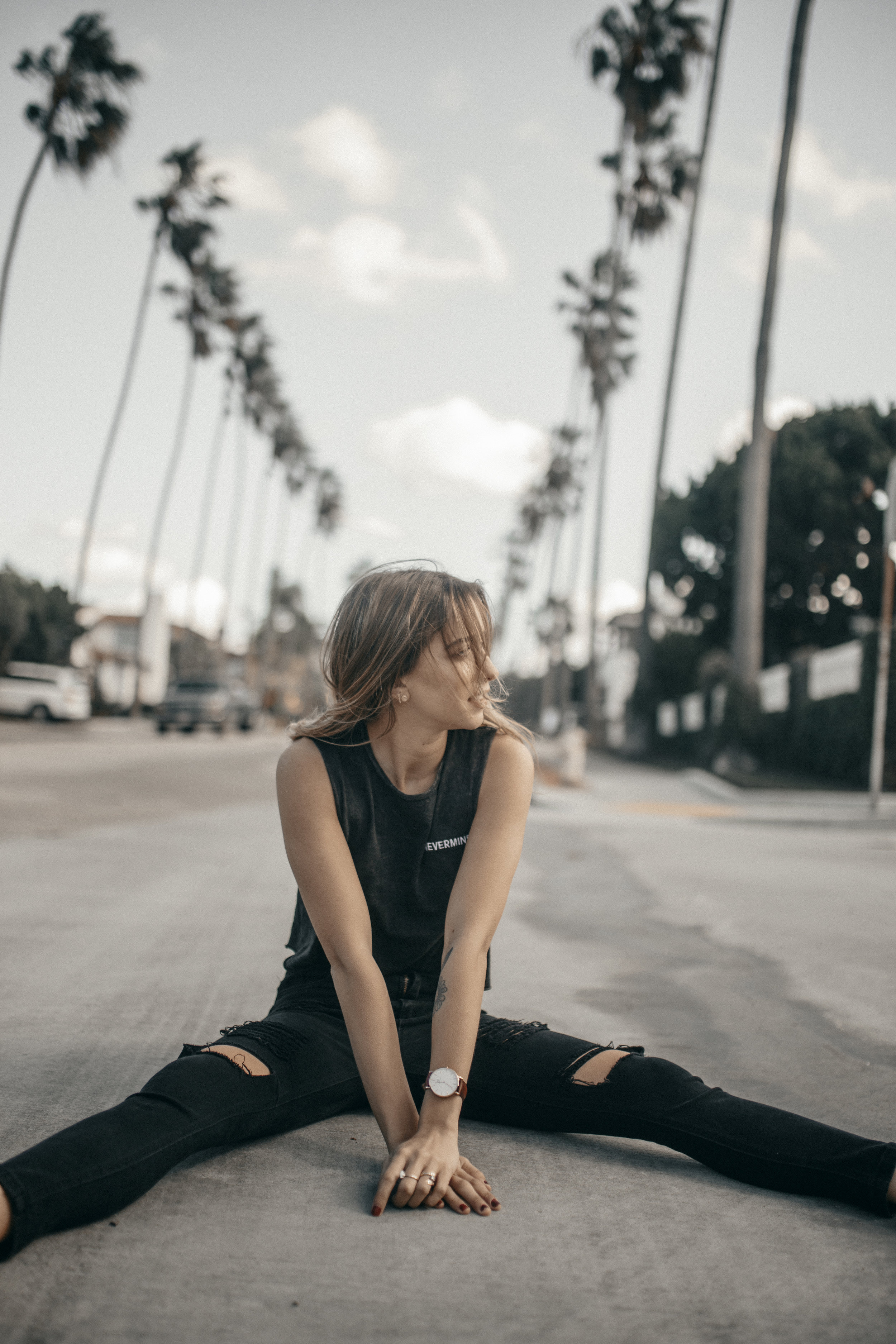 palm tree dreams