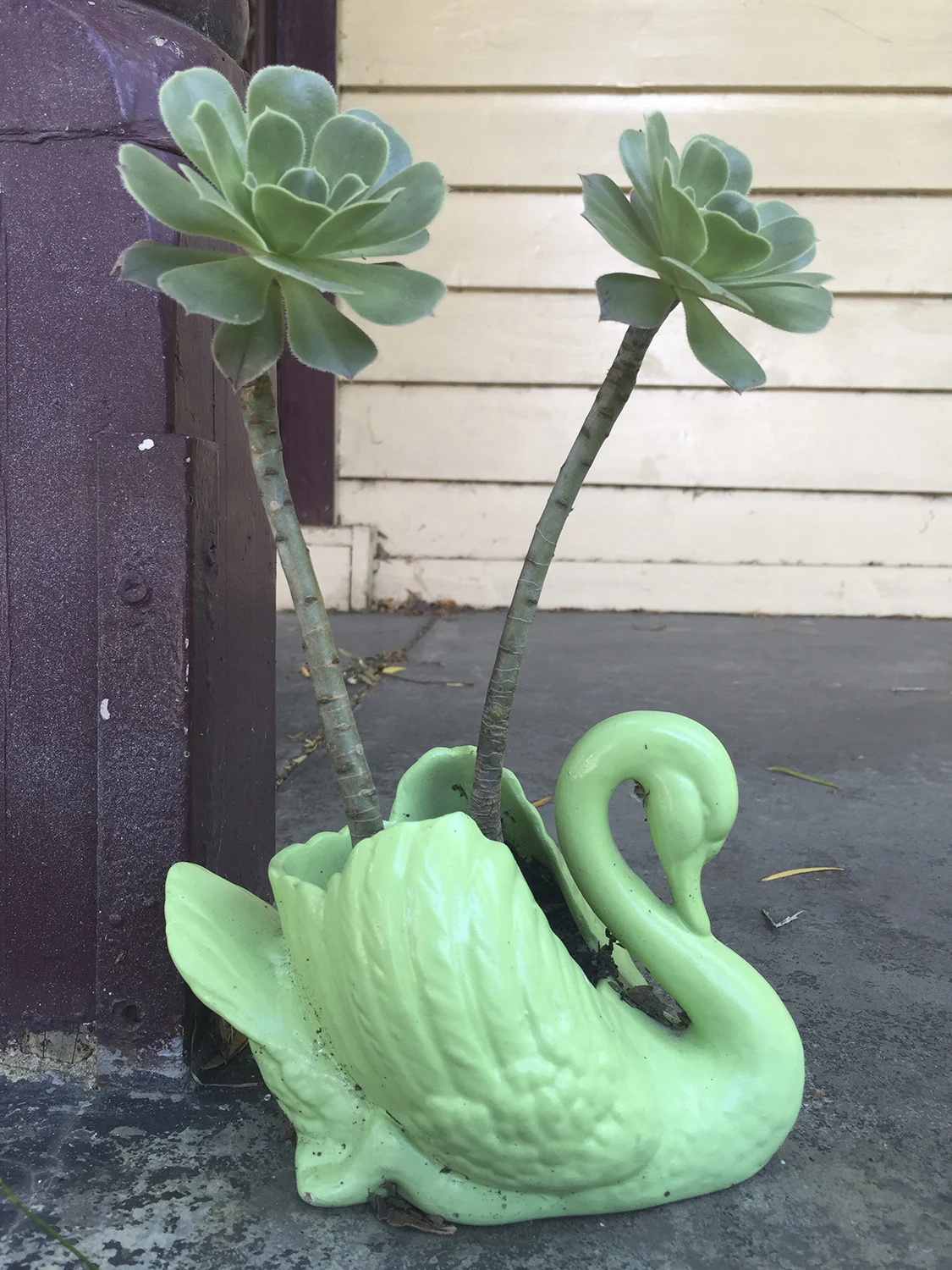 Neighbourhood #1, Green swan, Northcote, Melbourne