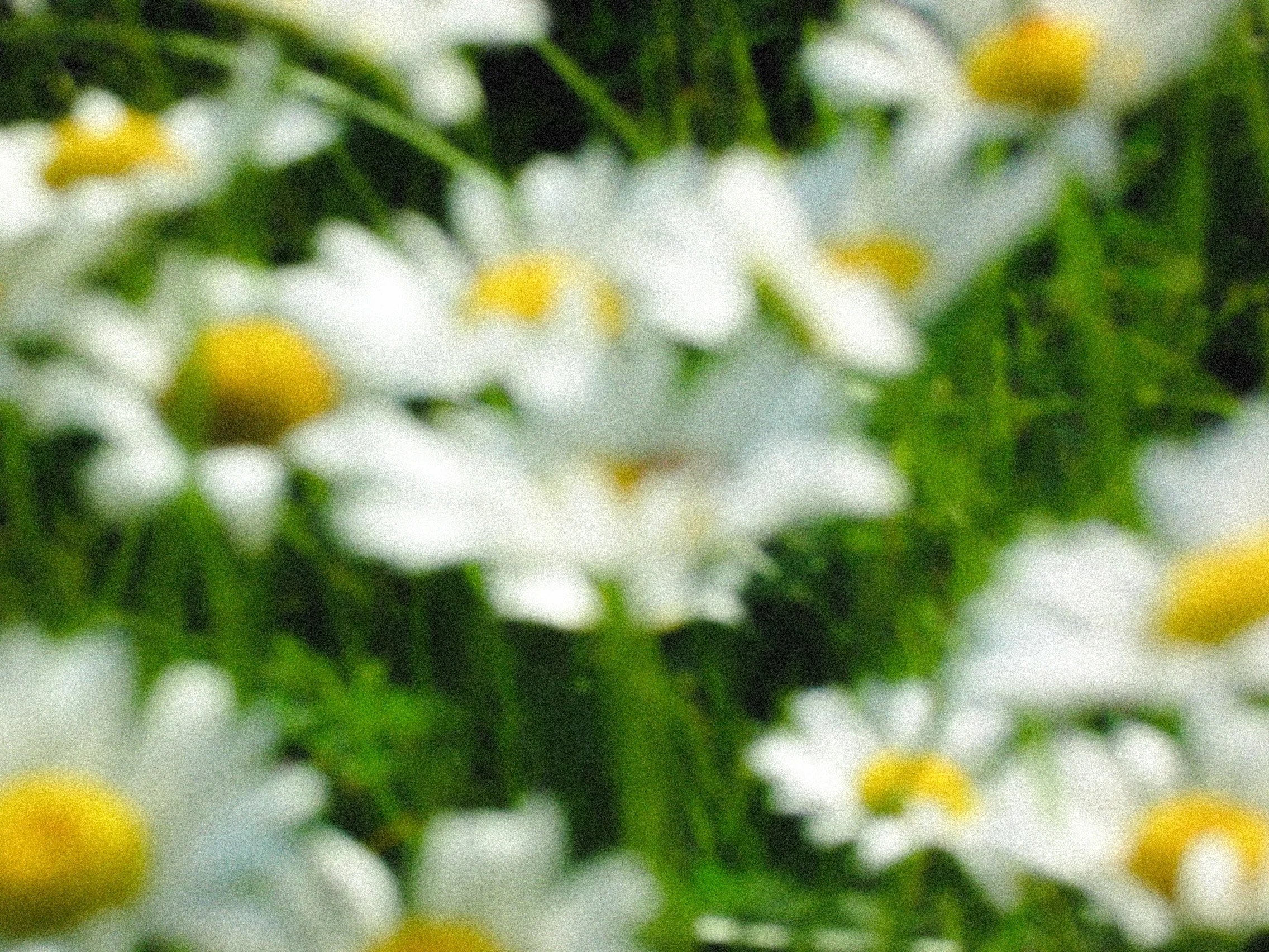 IMG_0052.jpg