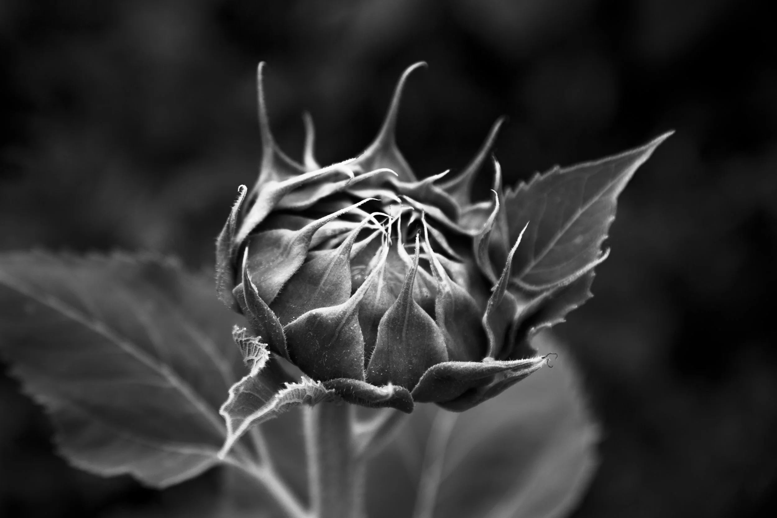 5N3A8546.jpg