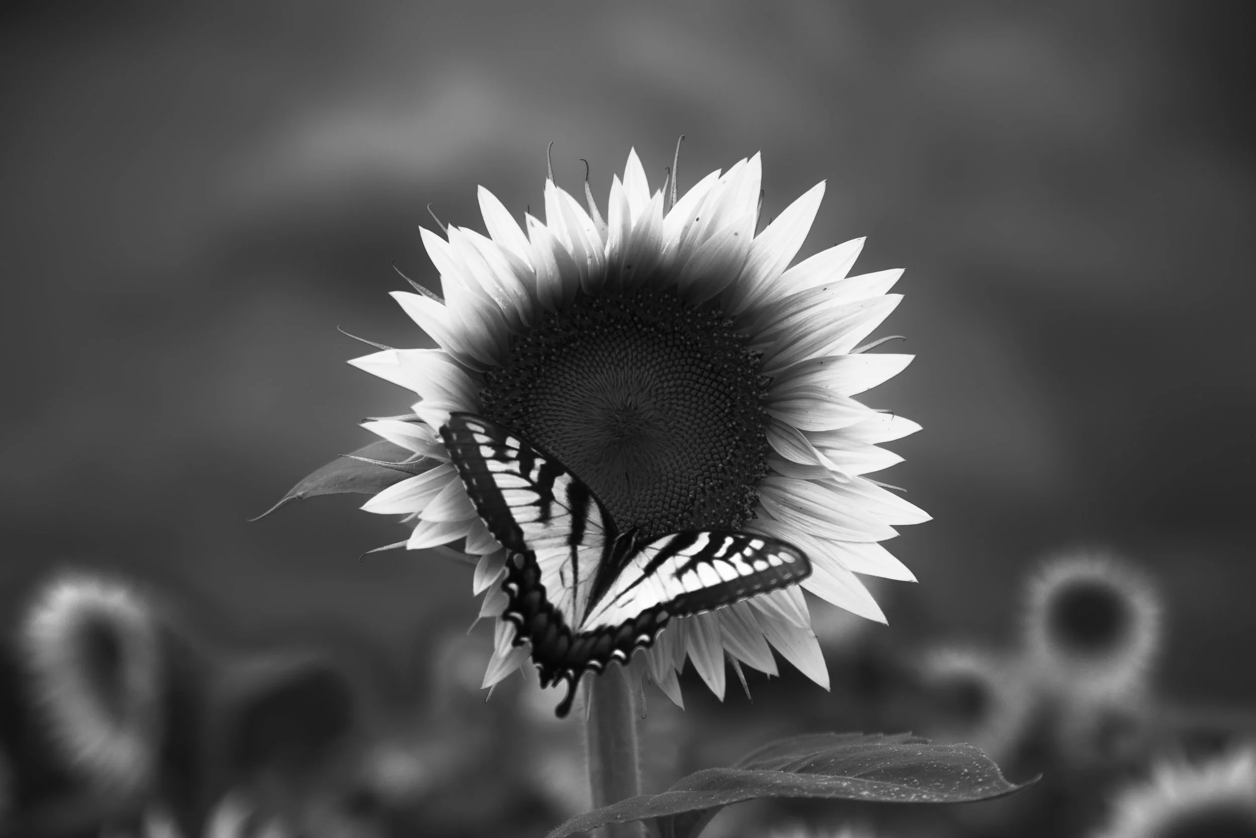 5N3A8530.jpg