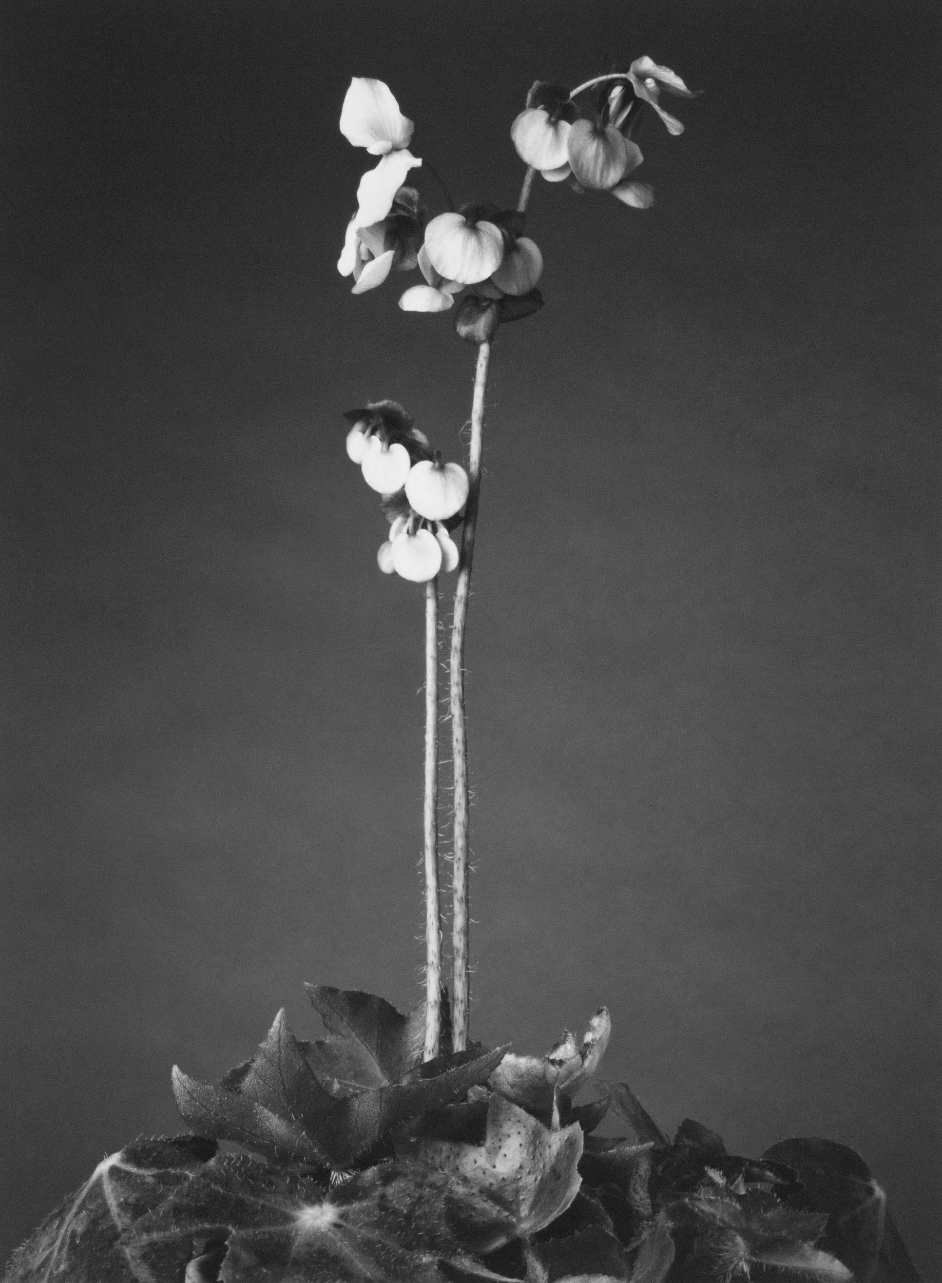 Rhizomatous Begonia, IL, 1976