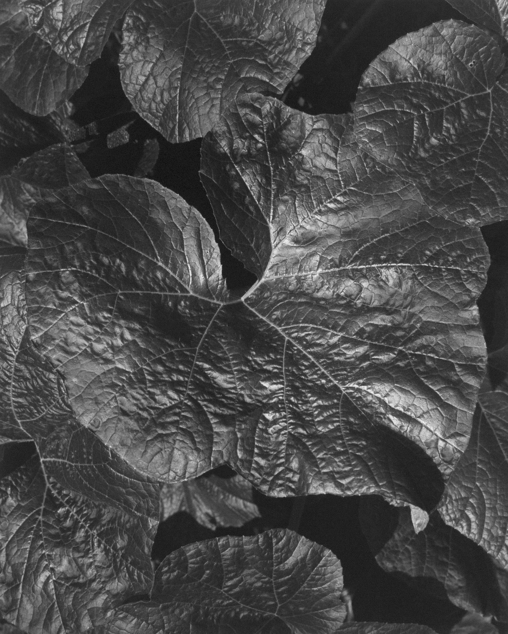 Squash Leaf, IL, 1975