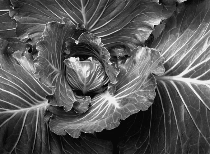 Cabbage #2, IL, 1975