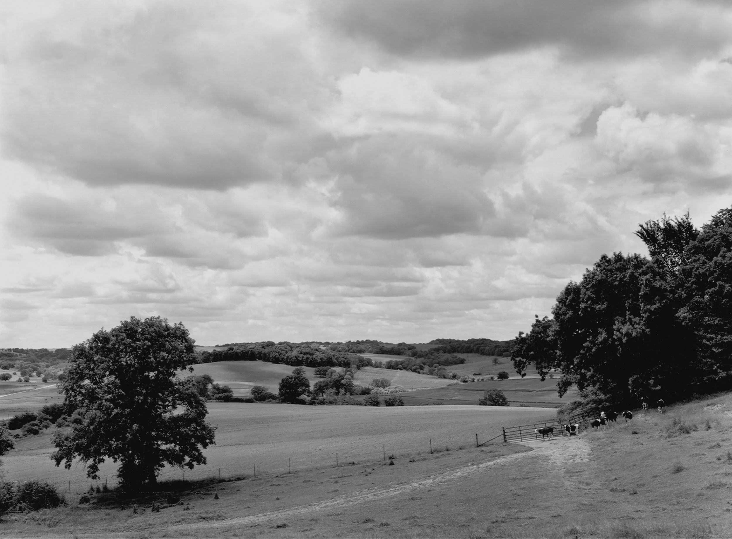 Landscape with Cows, IL, 1996