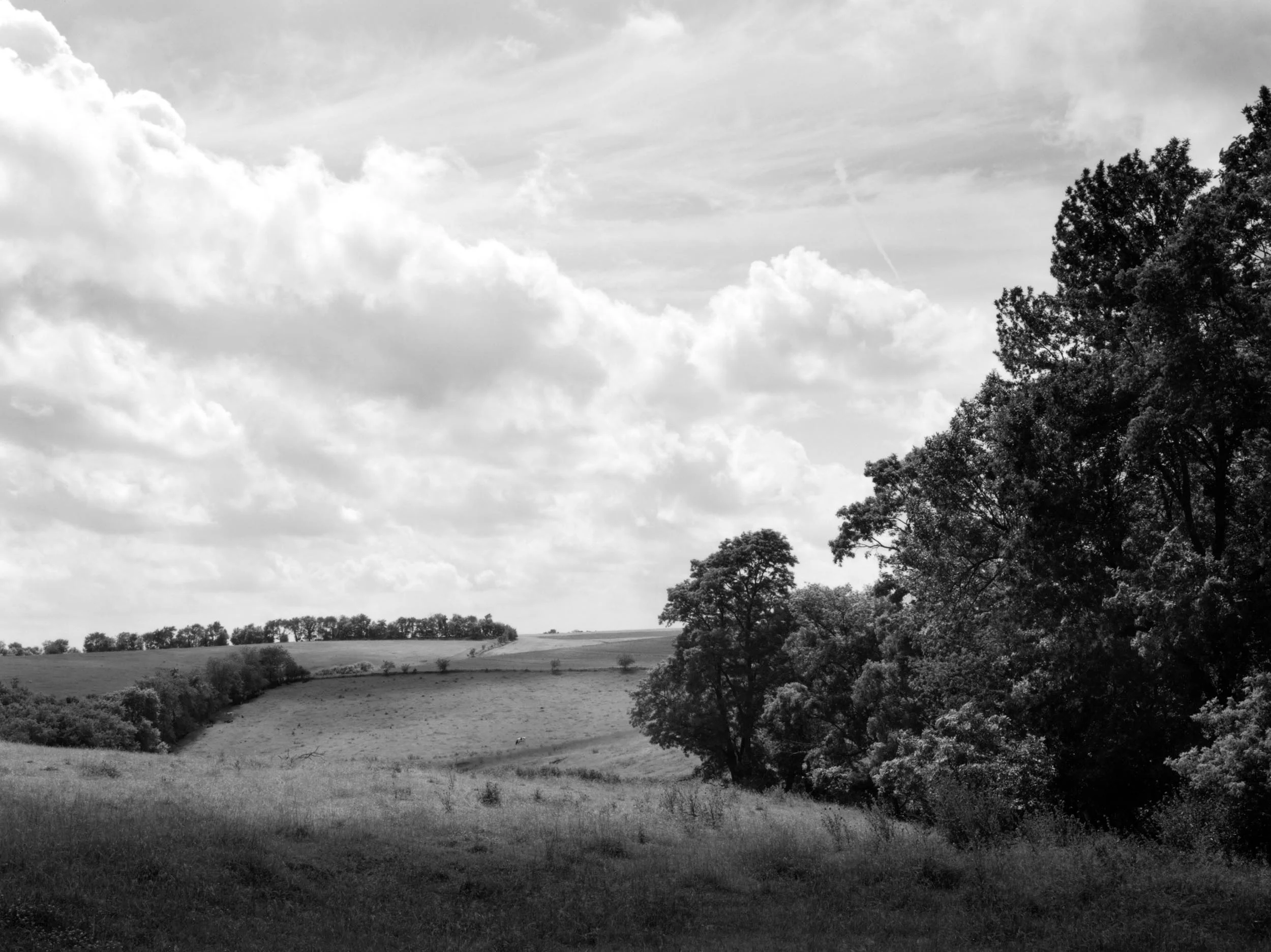 Landscape with Holstein, IL, 2006