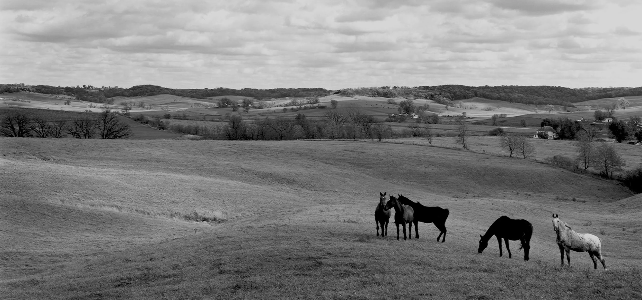 Landscape with Horses, IL, 1984