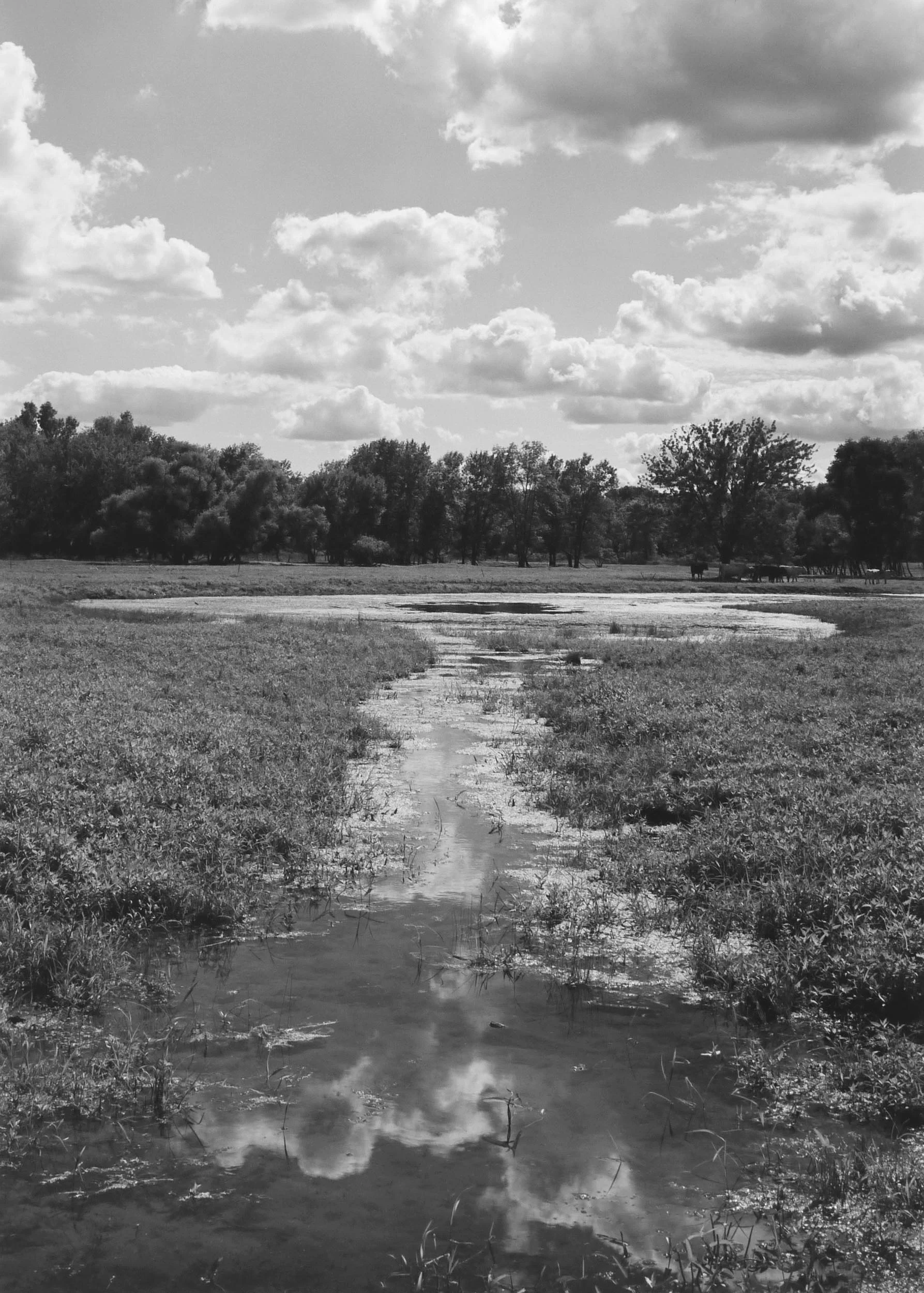 Pond and Clouds, IL, 2013