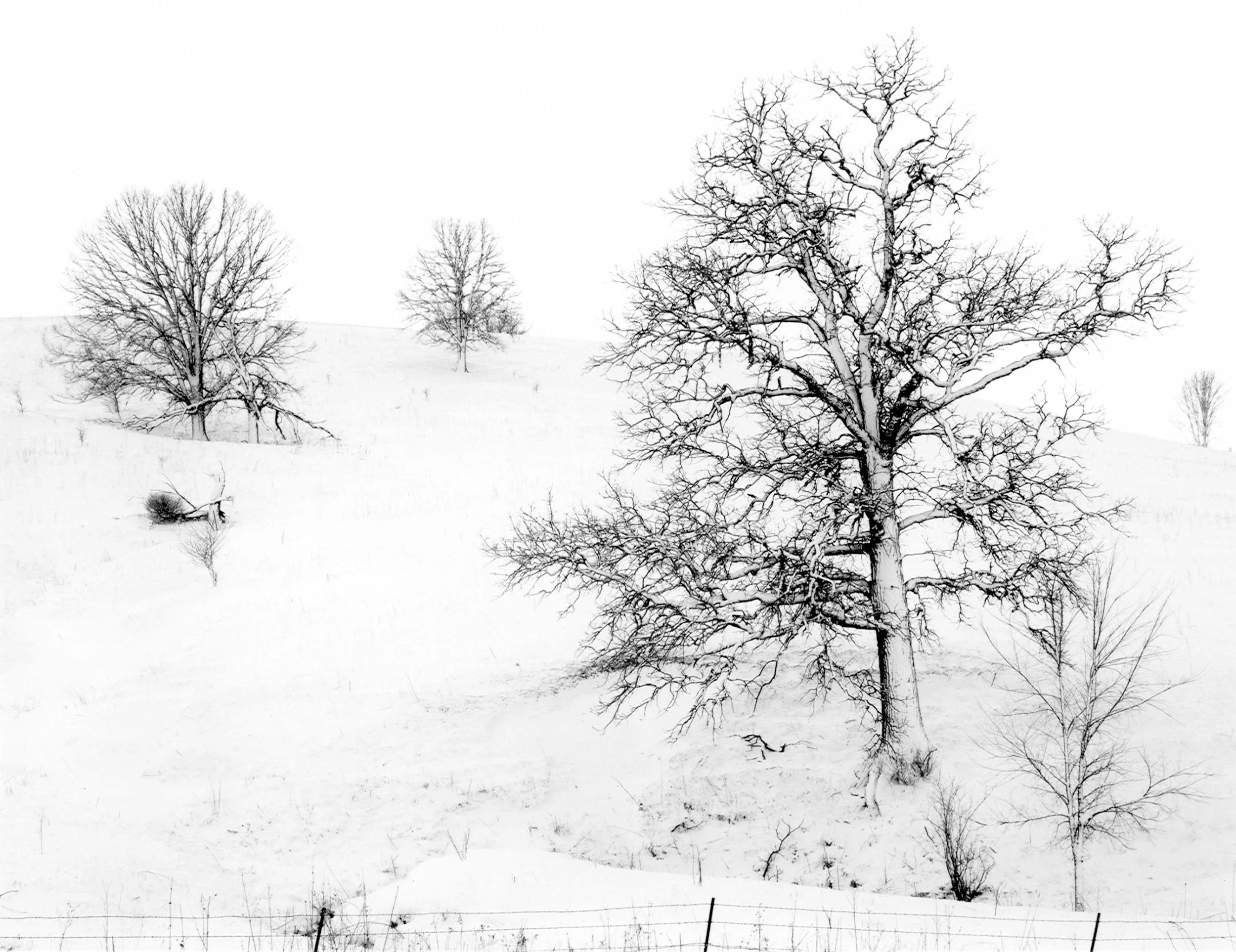 Three Trees Winter, IL, 1974
