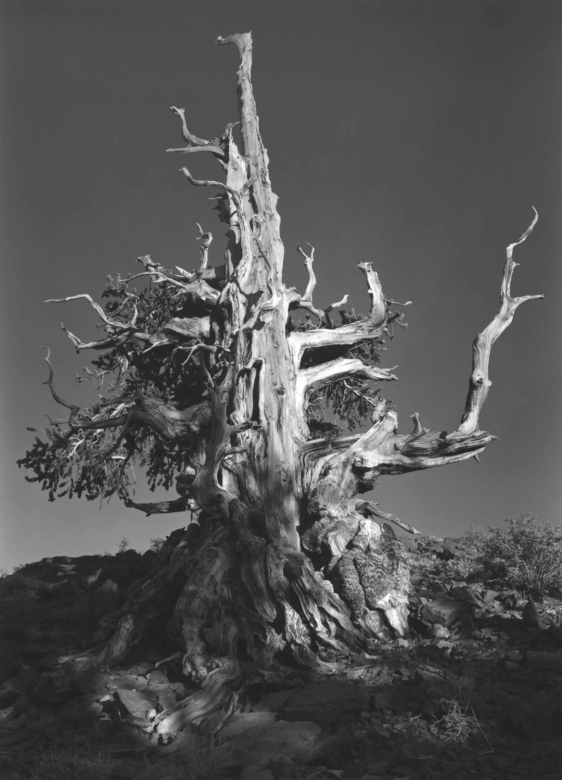 Bristlecone Pine, CA, 1988