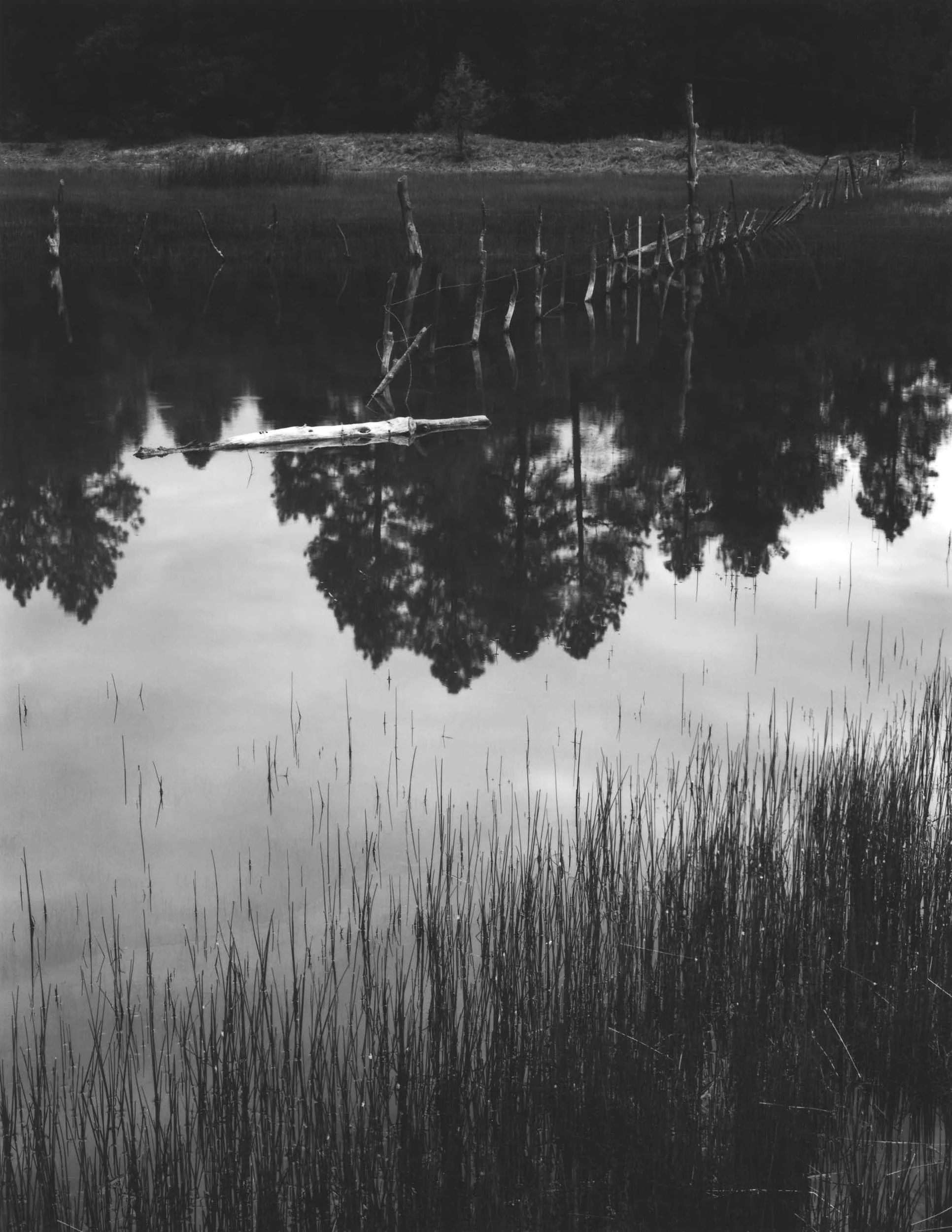 Pond, Fence and Reeds, 1999