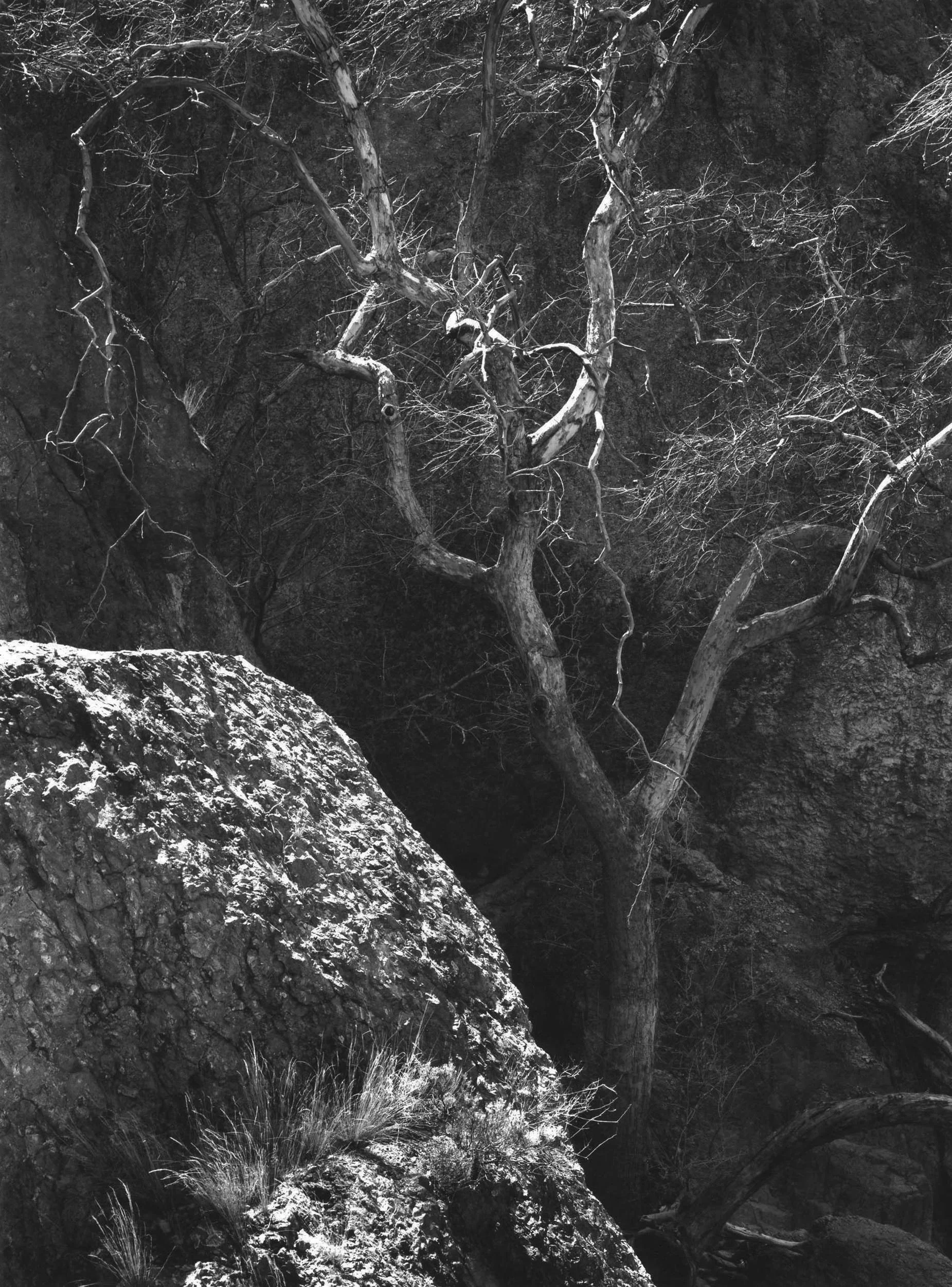 Rock and Sycamore, NM, 1995