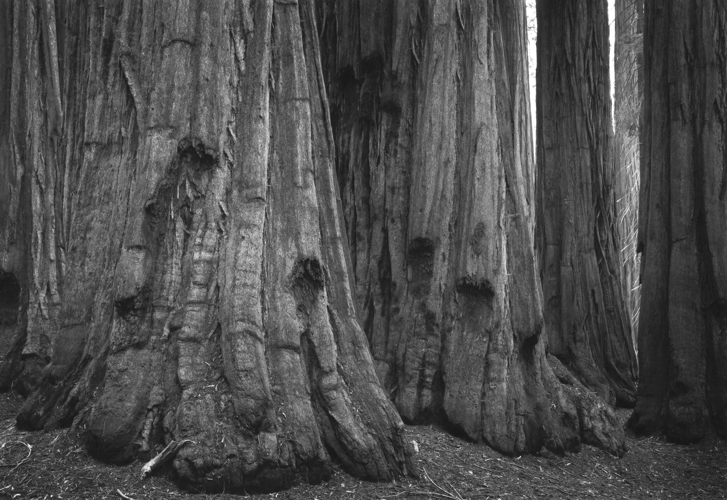 Sequoia Trunks, CA, 2005