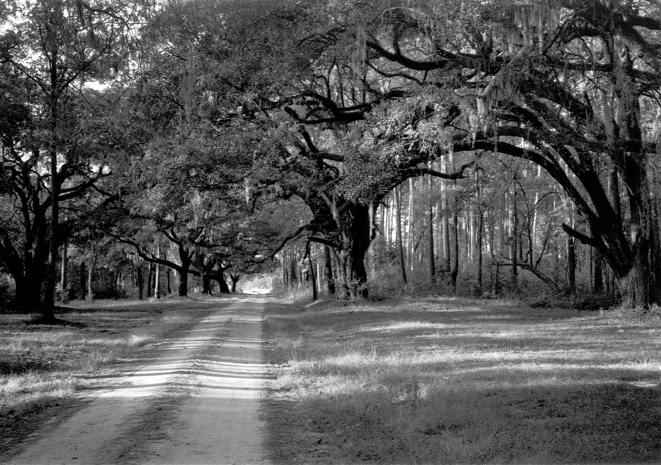Lane Near Ashepoo, SC, 2001