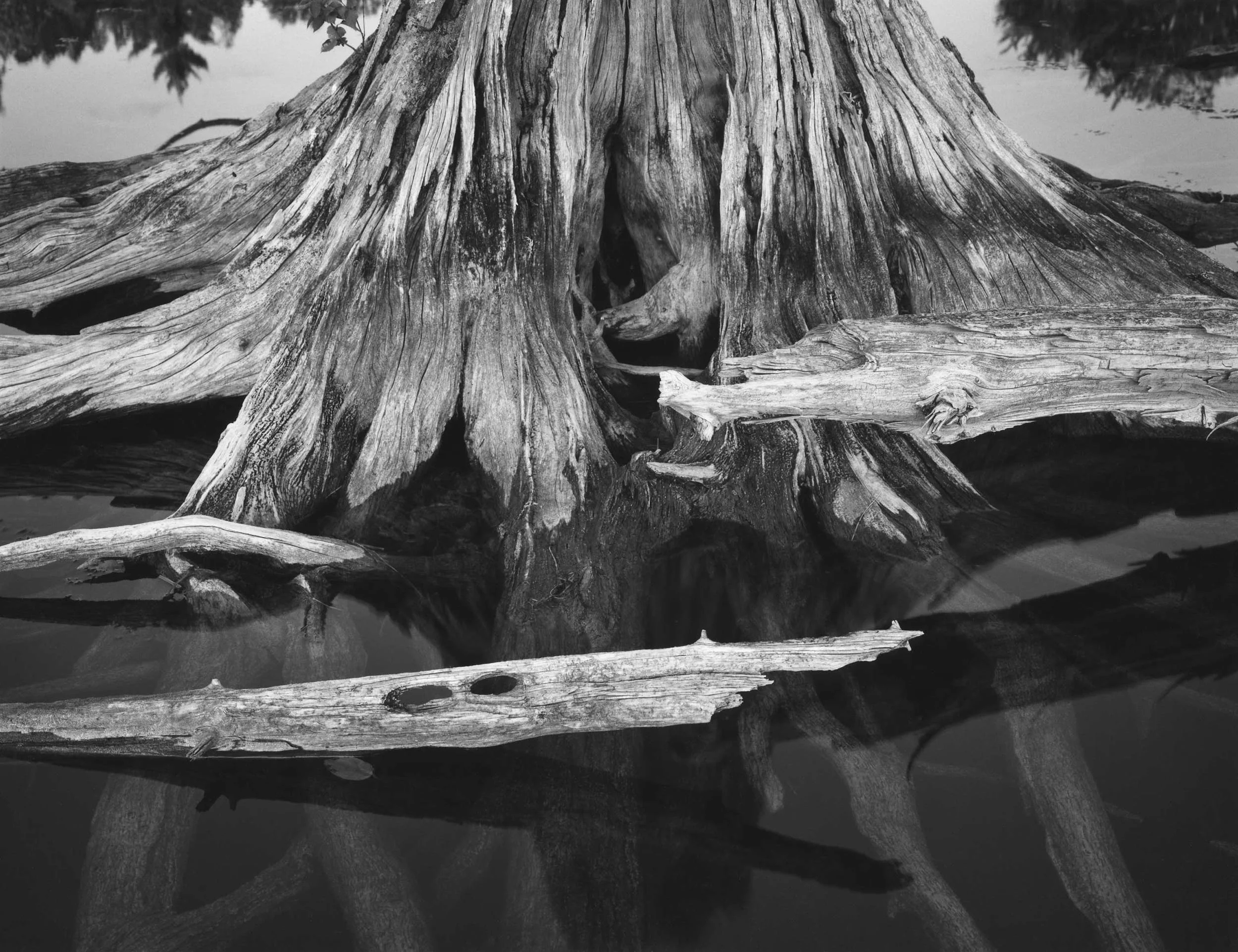 Stump and Driftwood, WI, 1986