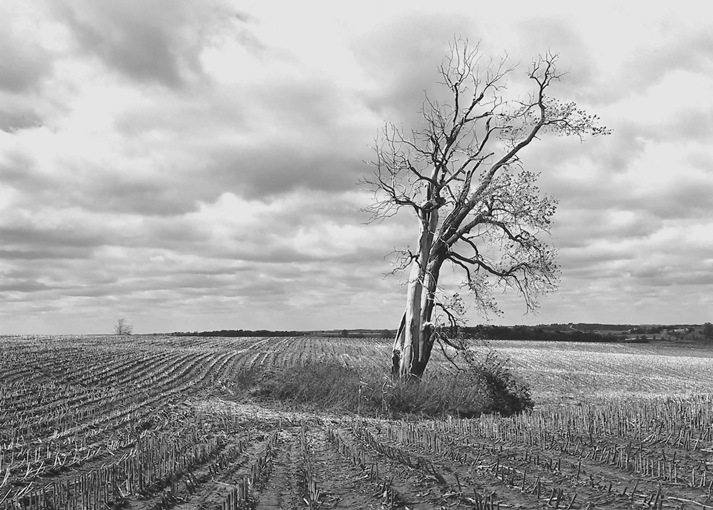 Blasted Cottonwood, IL, 1984