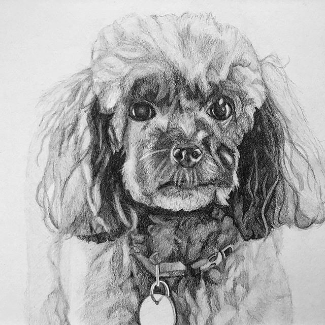 poodle on paper 🐶
commission 
graphite on paper | 8&rdquo; x 10&rdquo;

#dogstagram #commission #drawing #drawings #pencildrawing