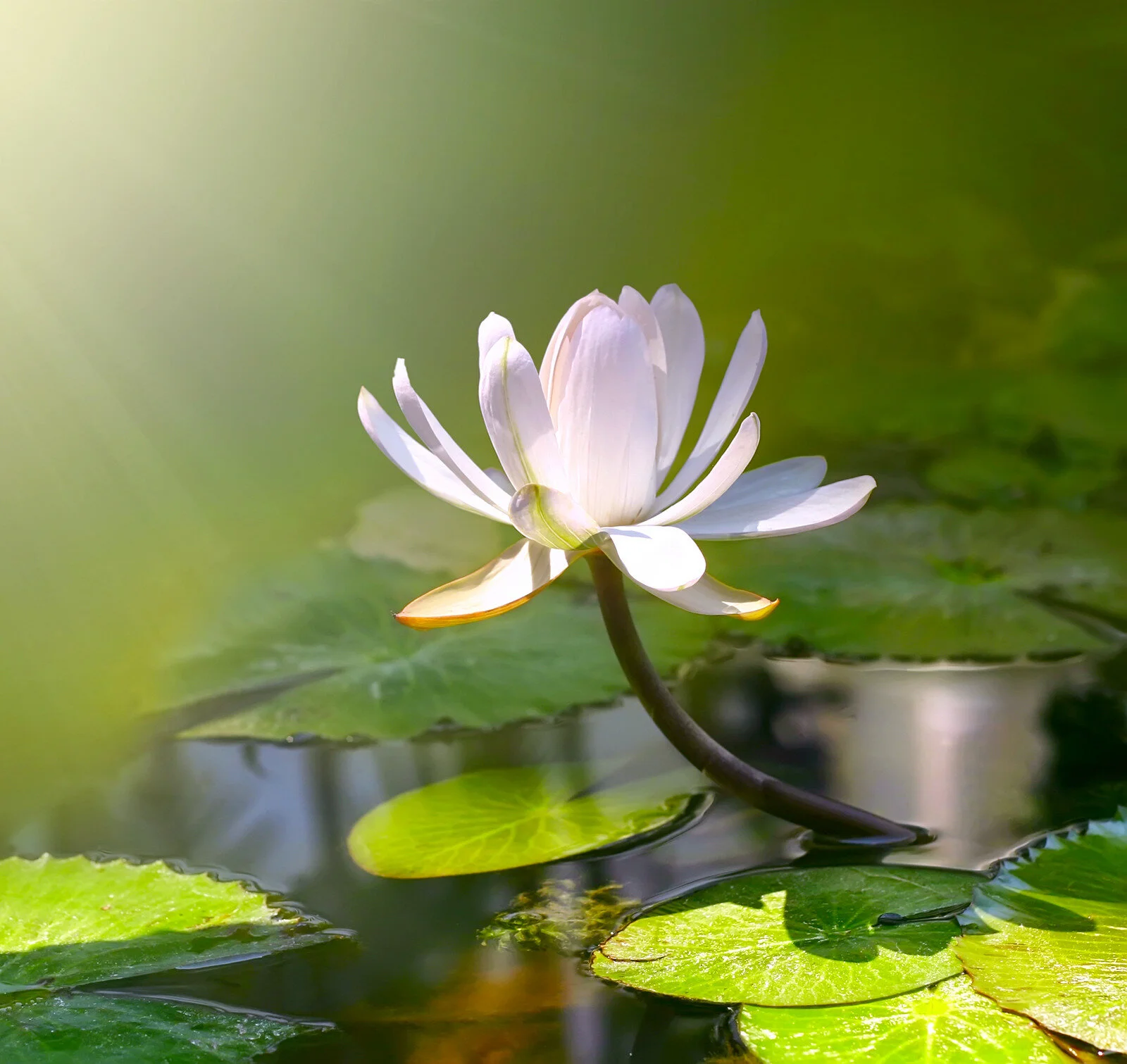 Lily in water.jpg
