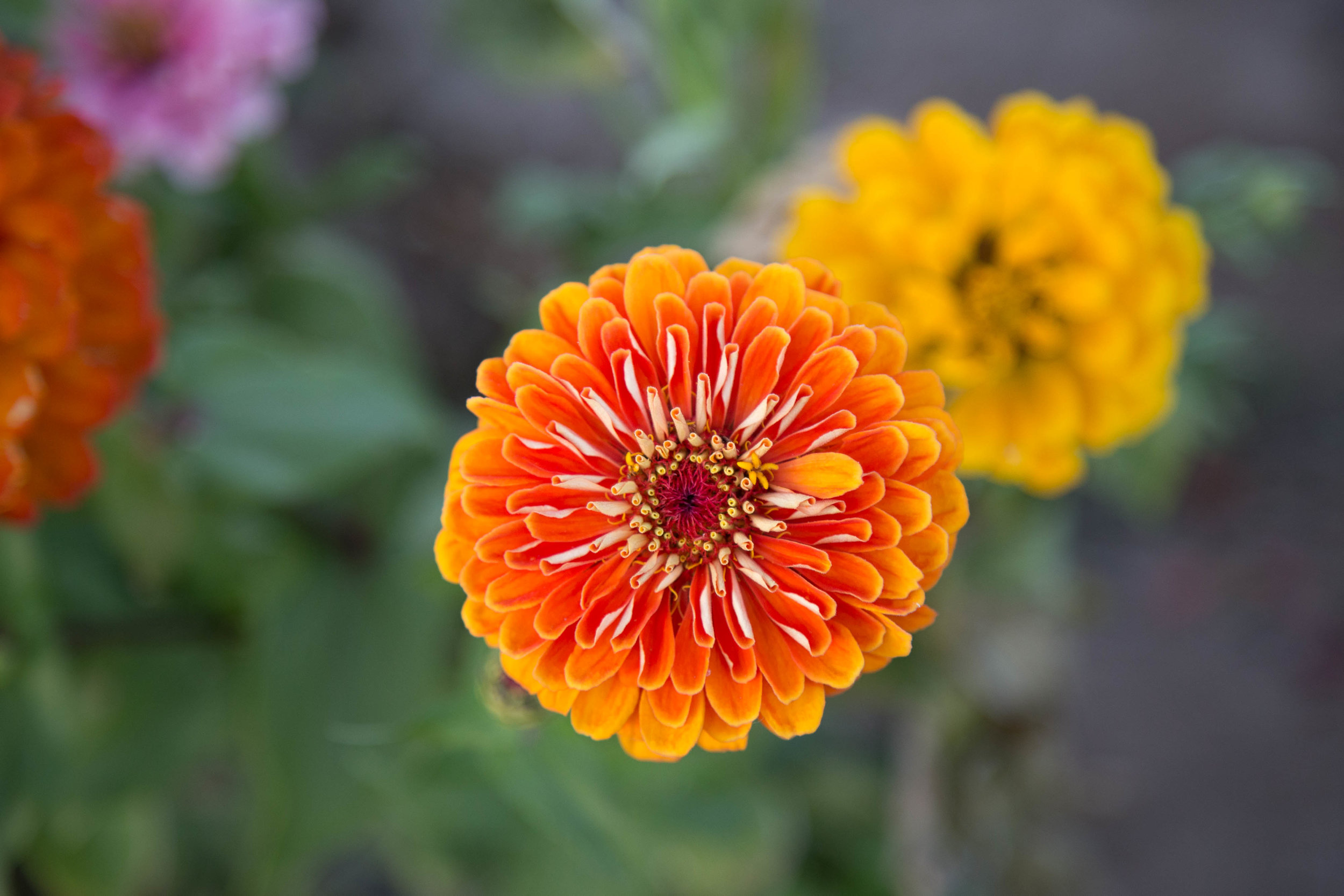 anchored orange zinnia.jpg