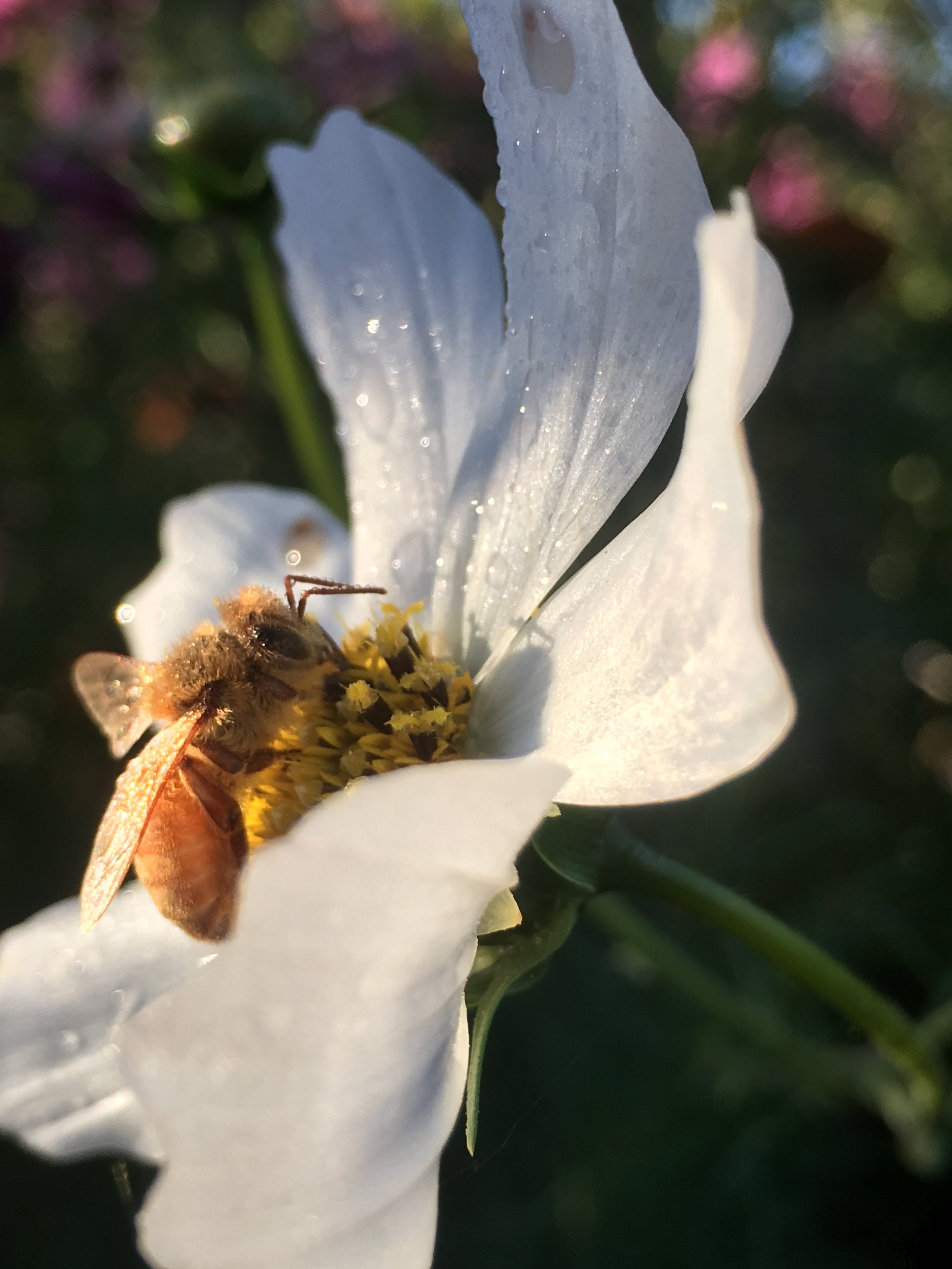 cff white cosmos w bee.JPG