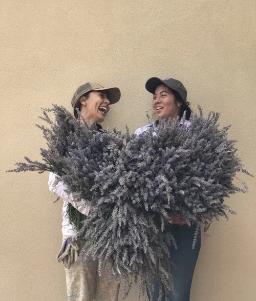 Saturday Evening Lavender U-Pick