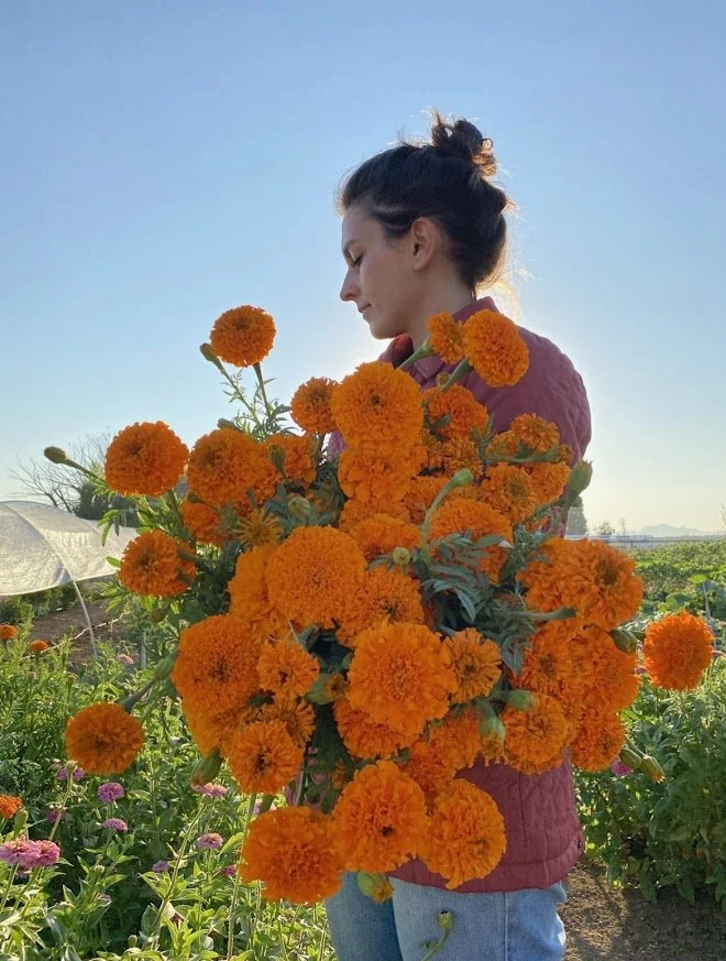Ofrenda &amp; Cempasuchil U Pick 