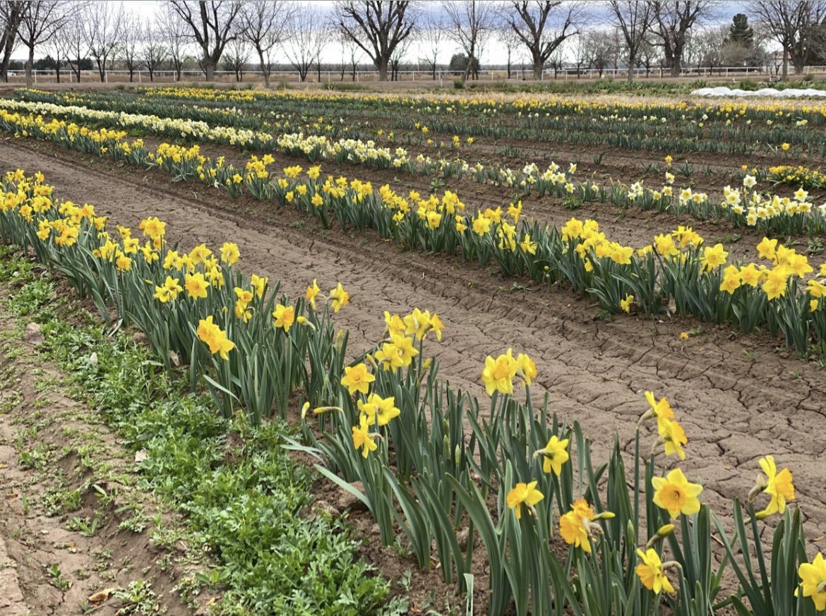 Daffodil Vessel Offerings
