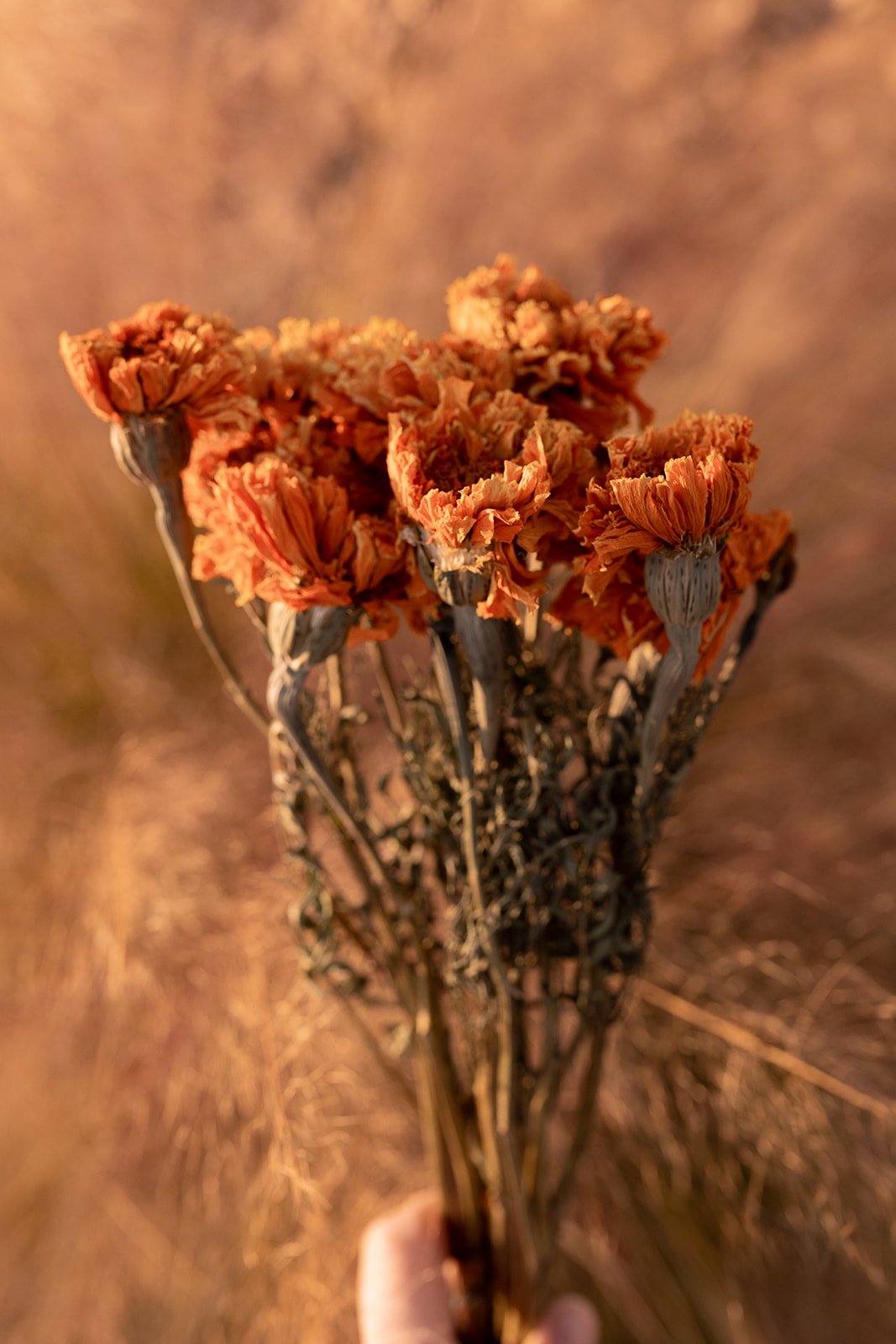 CR4A4039_websize.jpg
