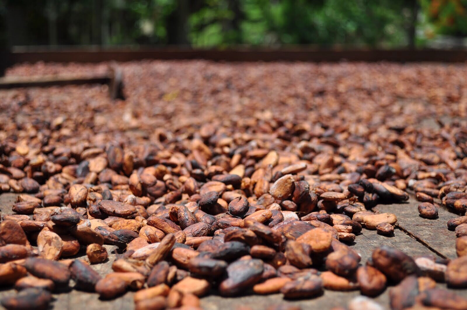 SOURCING SUSTAINABLE CACAO RESPONSIBLY
