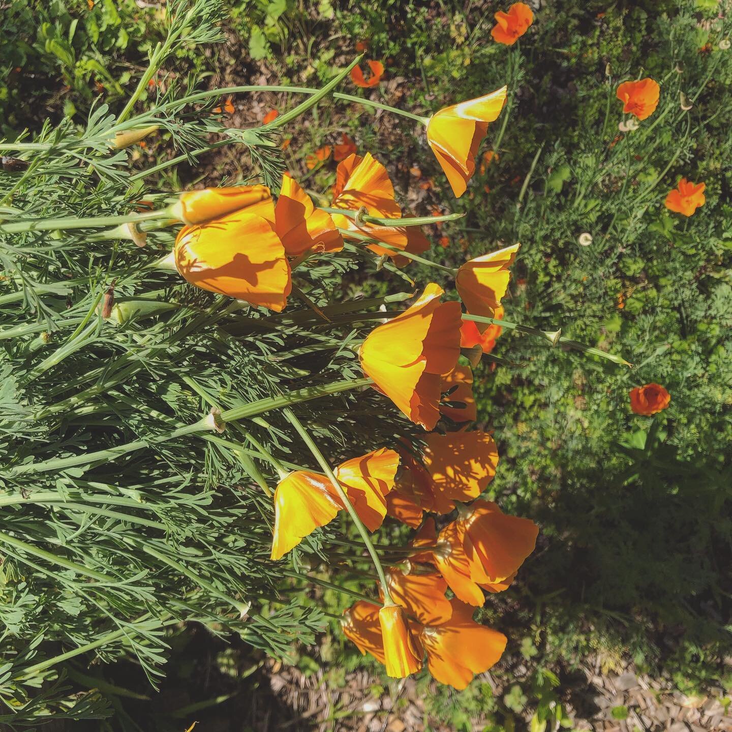 Poppy Flower Medicine &bull; It&rsquo;s summertime! And all over California, the hills have been long awash in cheerful orange poppies which are now ready for harvesting for medicine making 🌼🧡🌼
&bull;
When there&rsquo;s such an abundance of any pl