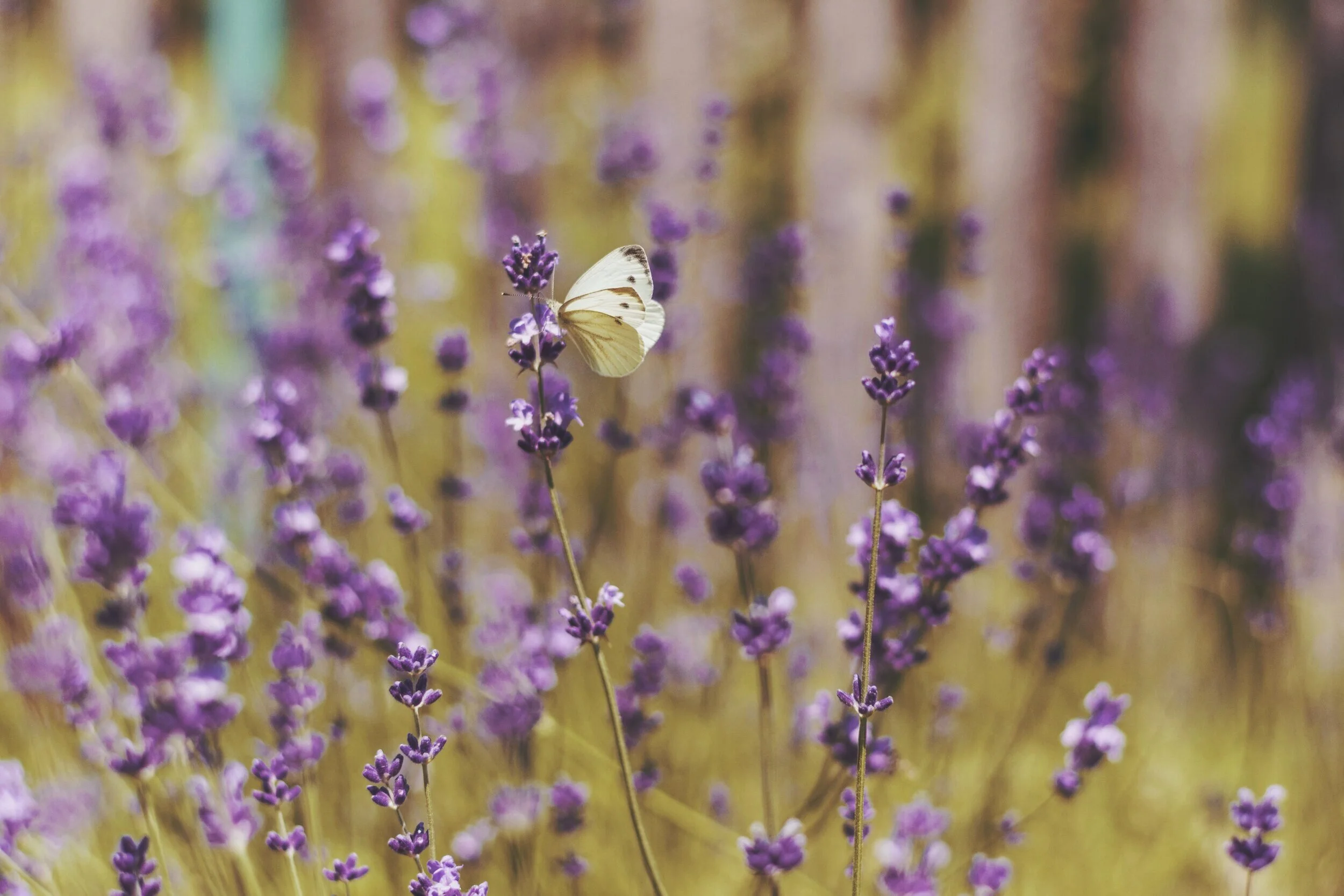 lavender.jpg