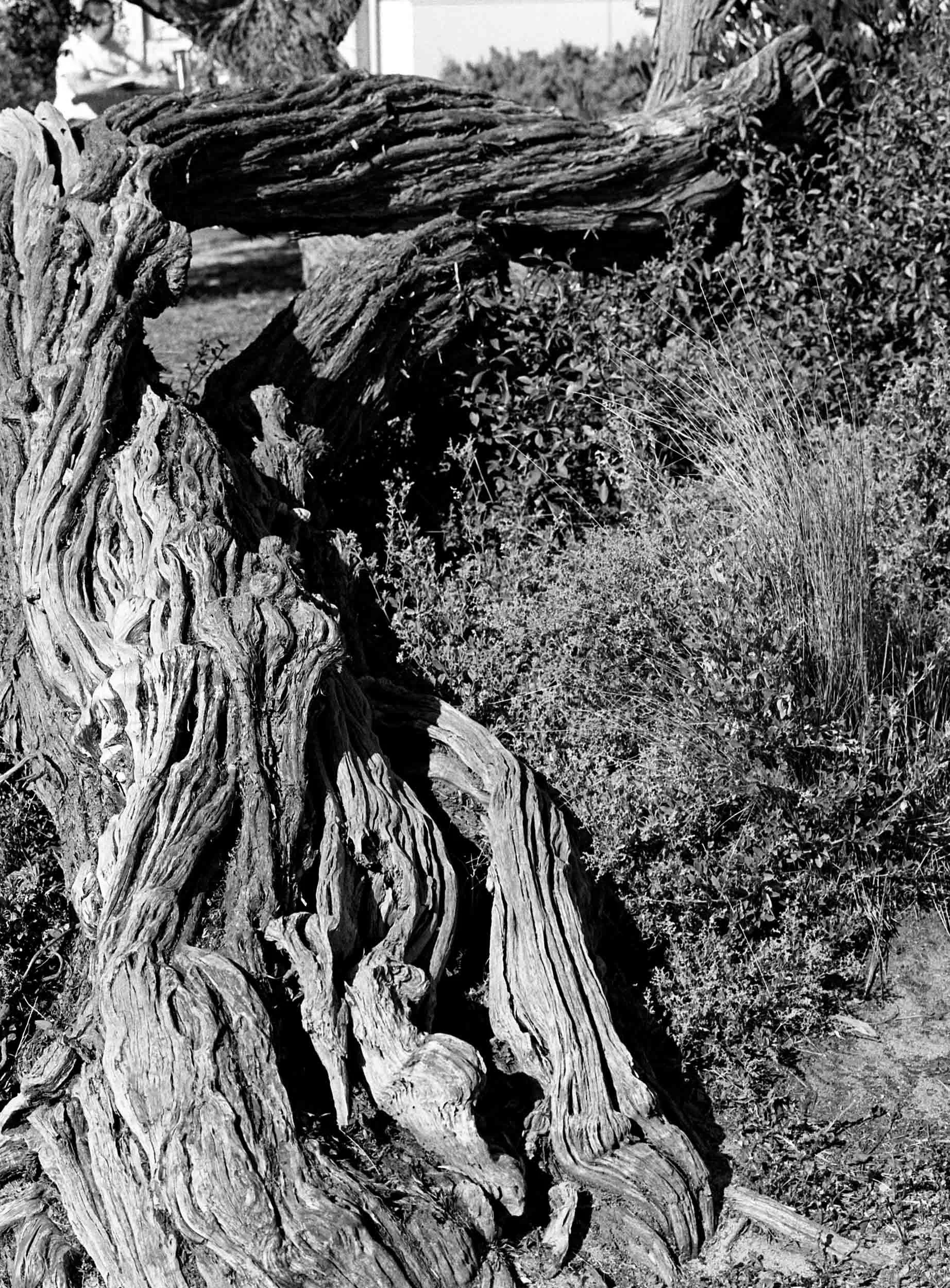   Sitting man and tree-root: Hampton, Vic, 2026.  