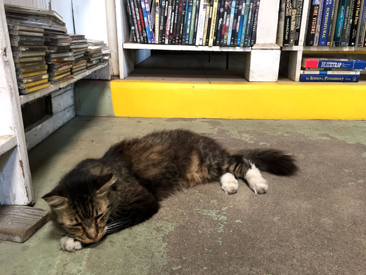 BartsBooks_cat.jpg