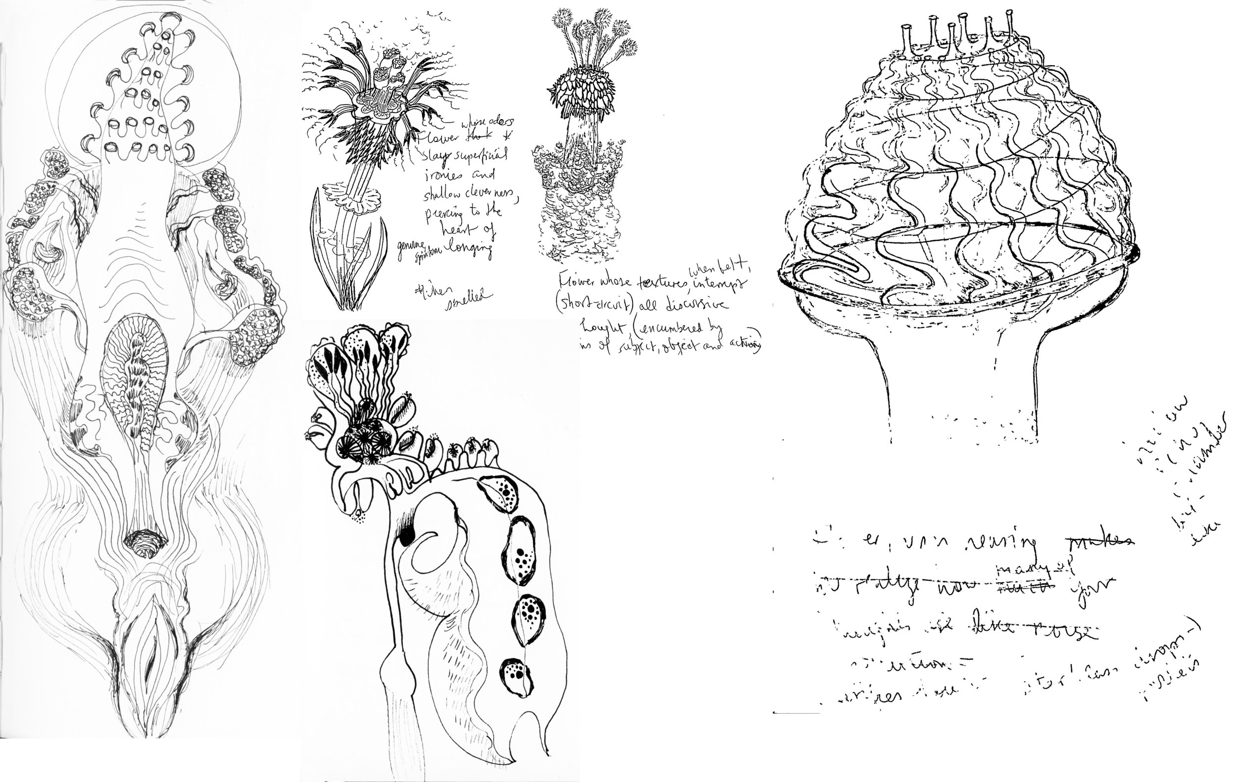 montage of flower sketches.jpg